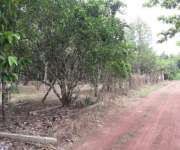 ขายที่ดินขายสวนส้มโออยู่อำเภอโพธิ์ประทับช้างจังหวัดพิจิตรเนื้อที่28ไร่2งานขาย